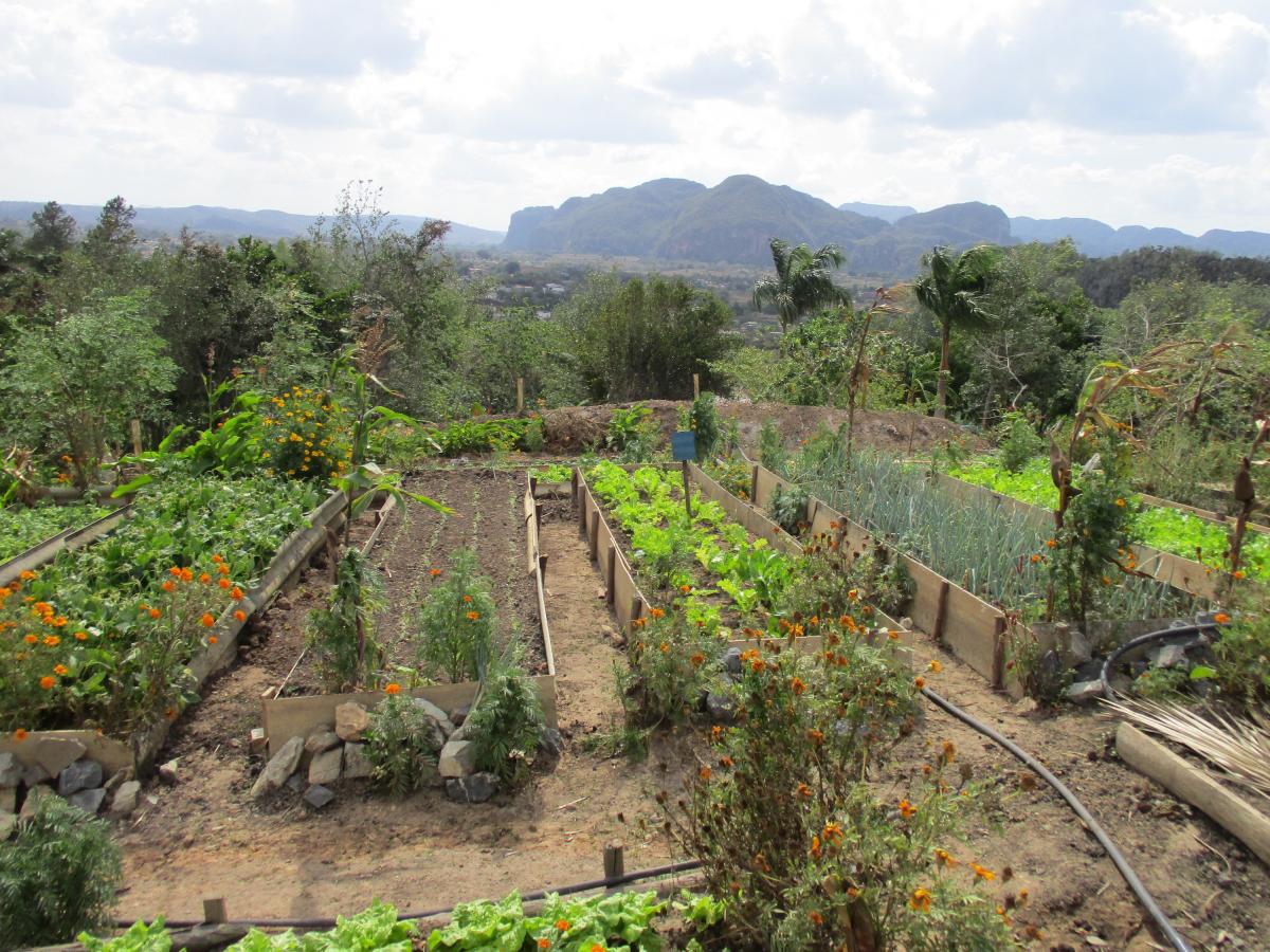 Viñales